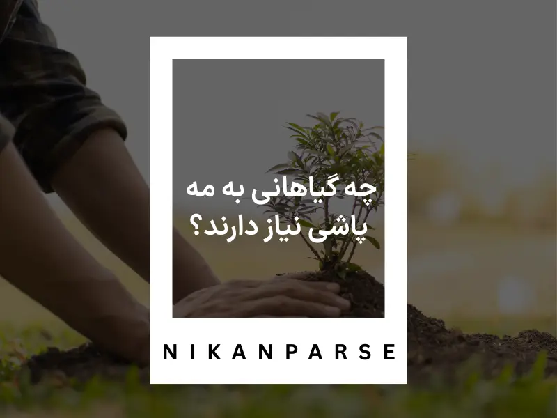 چه گیاهانی به مه پاشی نیاز دارند؟