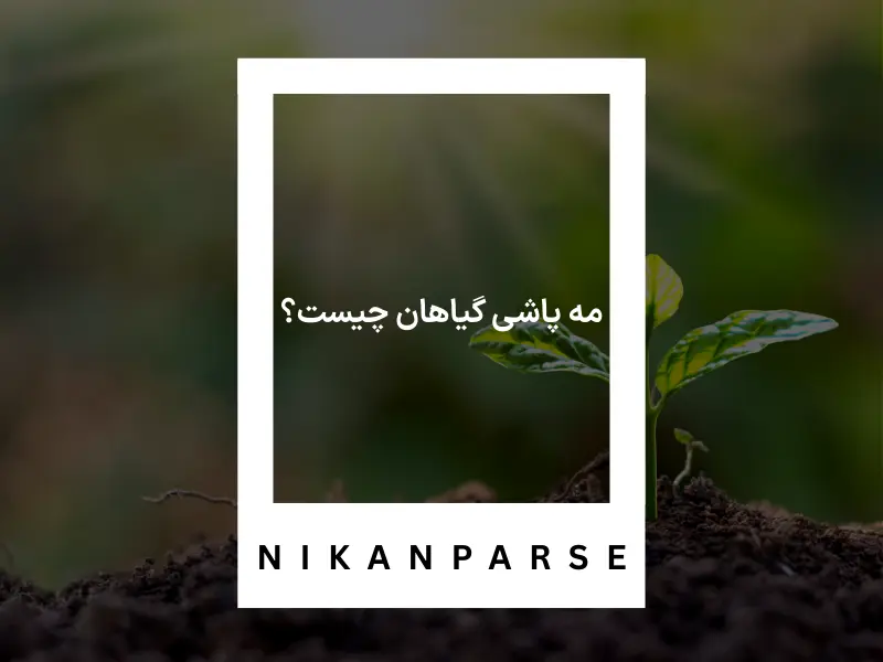 مه پاشی گیاهان چیست؟