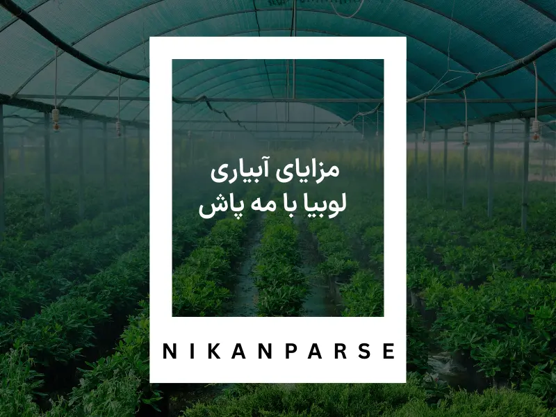 مزایای آبیاری لوبیا با مه پاش