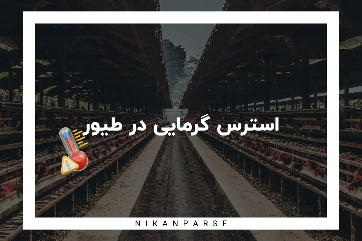 استرس گرمایی در طیور | از عواقب تا راه حل ها