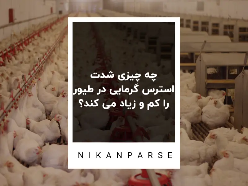 چه چیزی شدت استرس گرمایی در طیور را کم و زیاد می کند؟