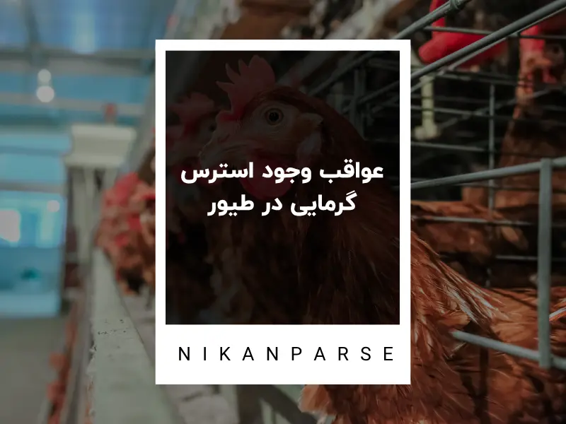 عواقب وجود استرس گرمایی در طیور