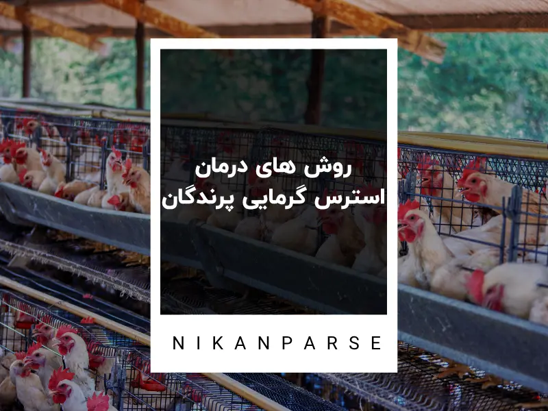 روش های درمان استرس گرمایی پرندگان