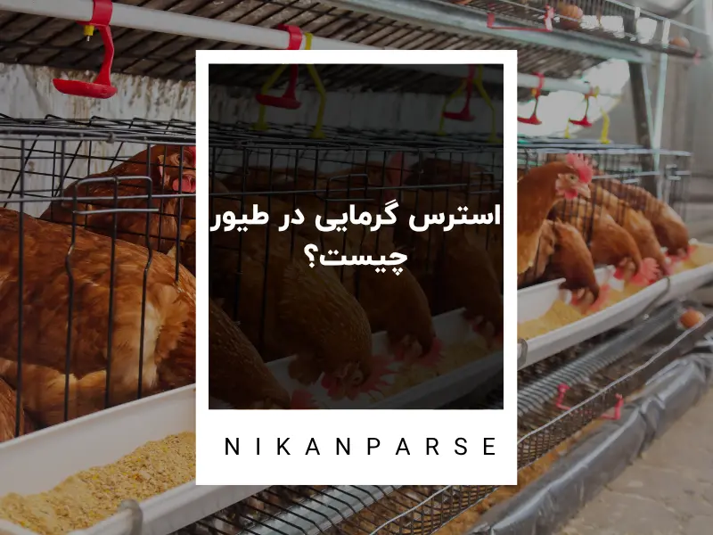 استرس گرمایی در طیور چیست؟