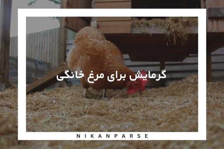گرمایش برای مرغ خانگی