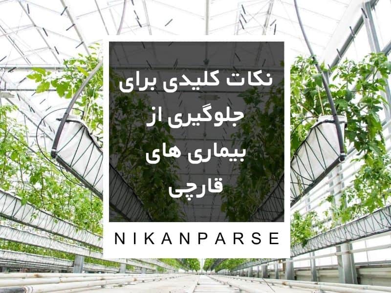 نکات کلیدی برای جلوگیری از بیماری های قارچی