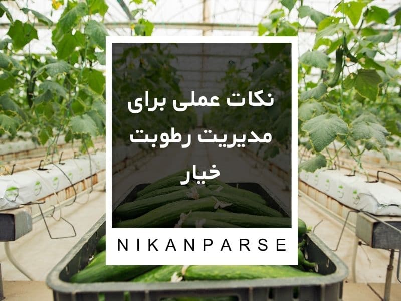 نکات عملی برای مدیریت رطوبت خیار