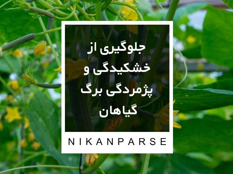 جلوگیری از خشکیدگی و پژمردگی برگ گیاهان خیار
