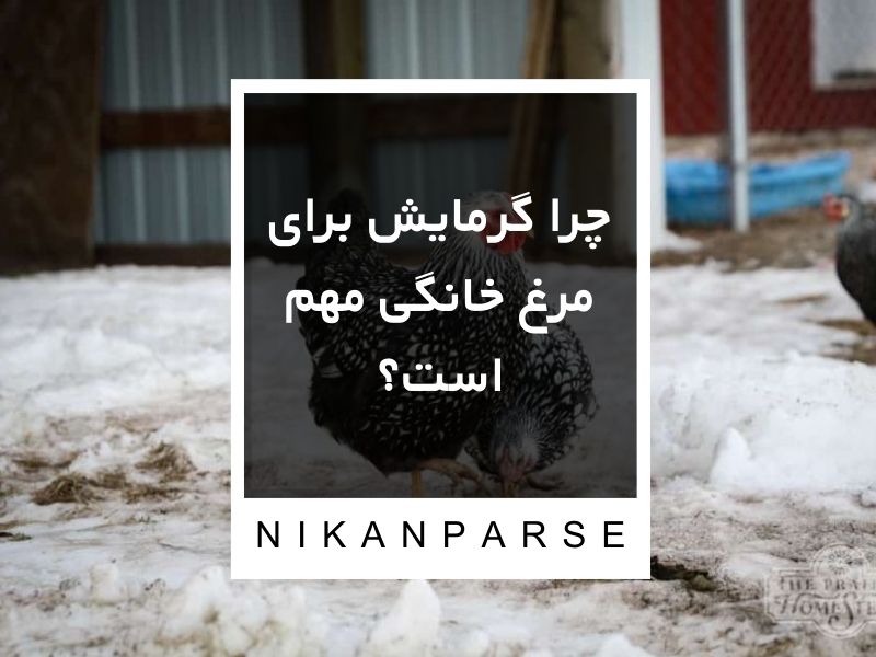 چرا گرمایش برای مرغ خانگی مهم است؟