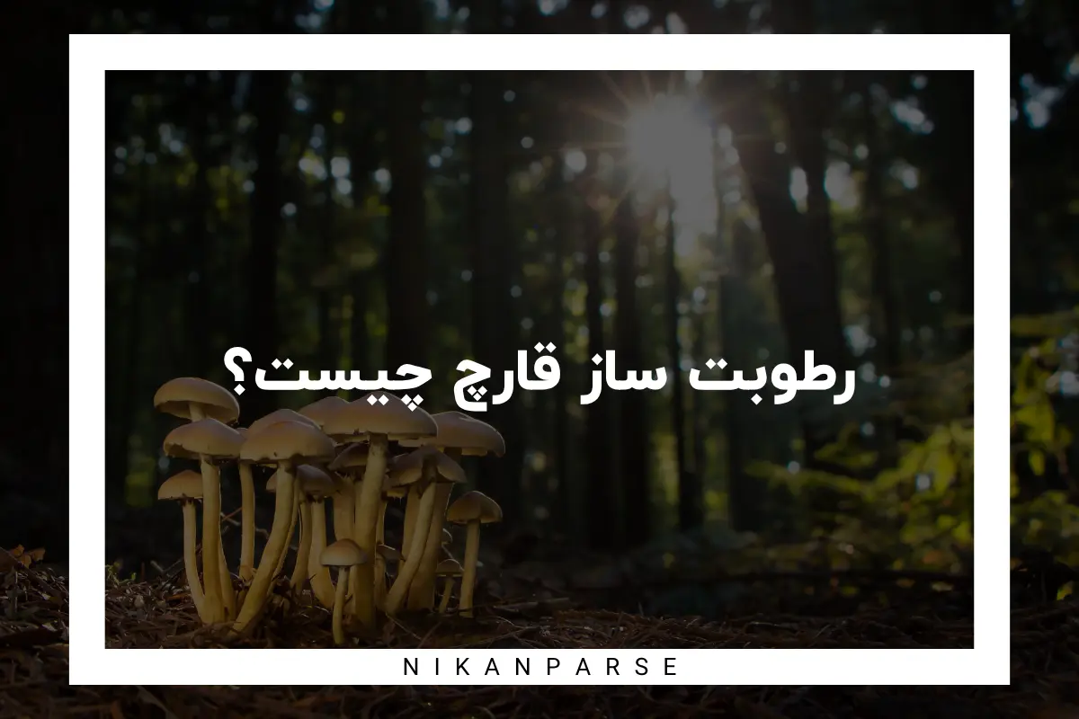 رطوبت ساز قارچ چیست؟ / کاربرد و نحوه انتخاب صحیح