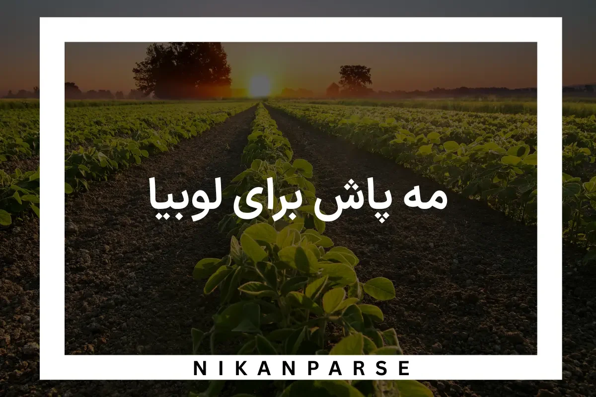 مه پاش برای لوبیا | انواع مه پاش لوبیا و کاربرد و مزایای آن