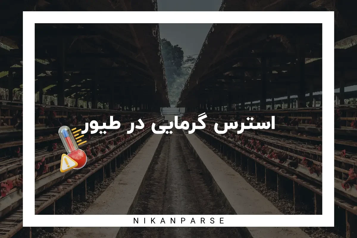 استرس گرمایی در طیور | از عواقب تا راه حل ها
