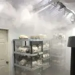 مه پاش قارچ - Image 2