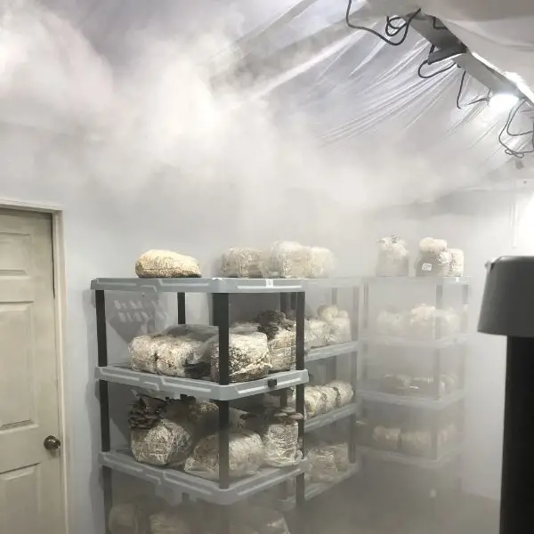 مه پاش قارچ - Image 2