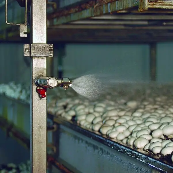 مه پاش قارچ مه پاش قارچ