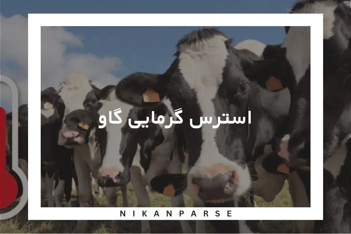 استرس گرمایی گاو