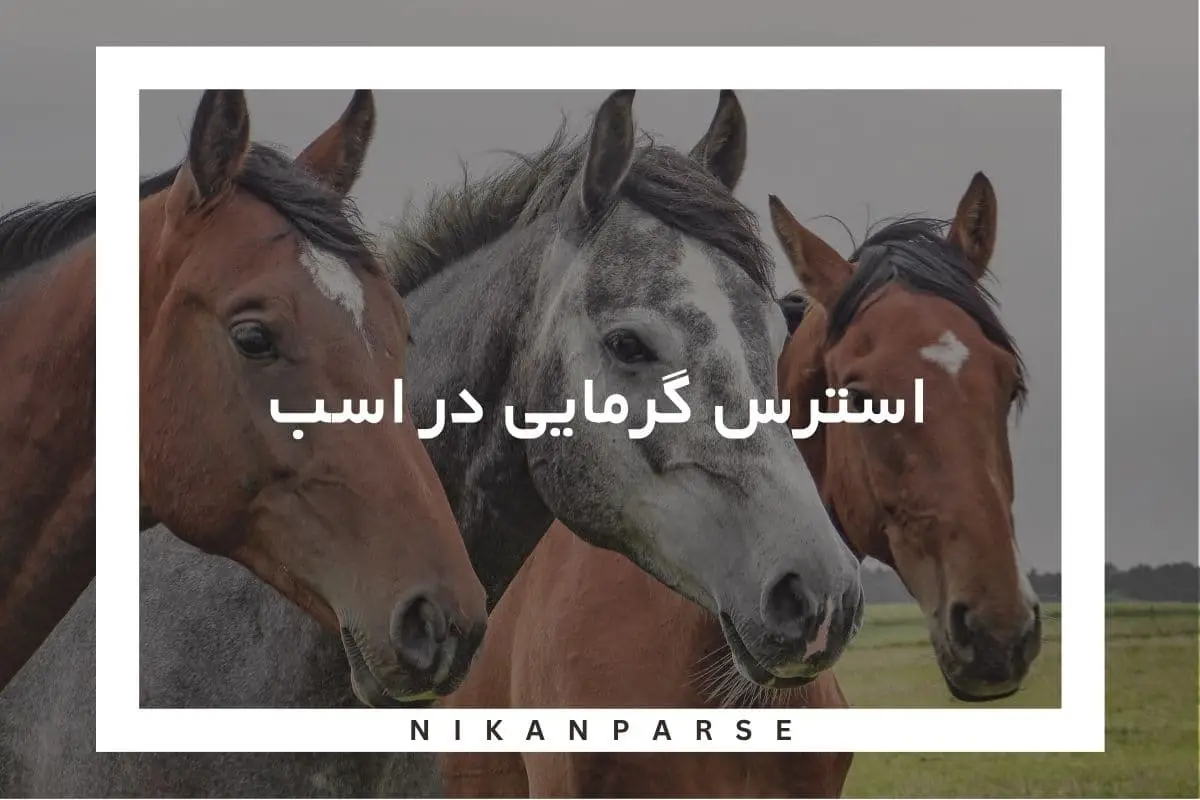 استرس گرمایی در اسب