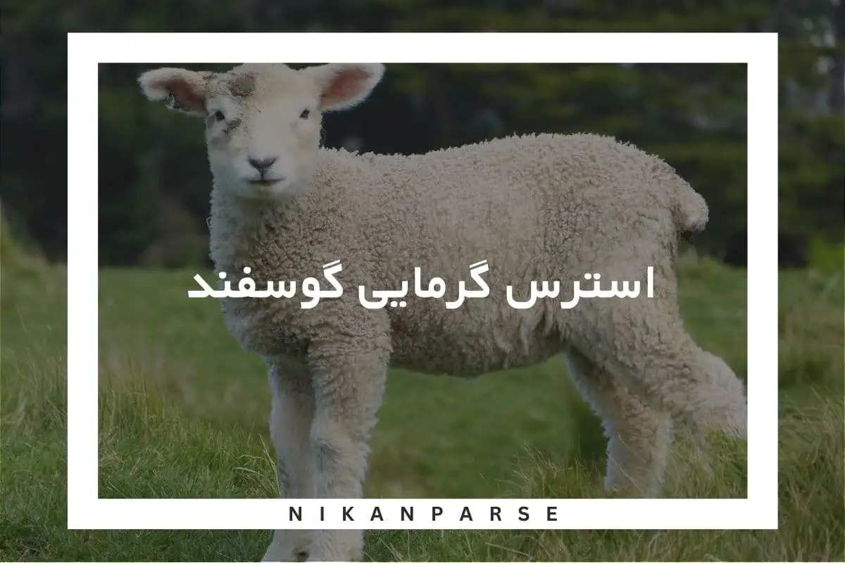 استرس گرمایی گوسفند